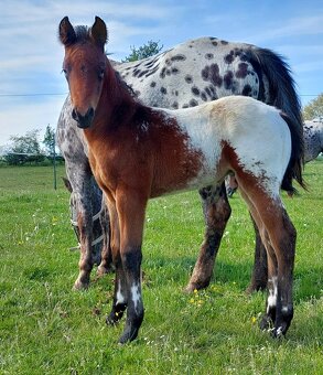 Appaloosa přiouštění klisen - 12