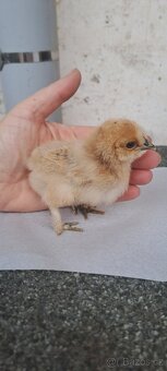 Kuřátka hedvábničky, zakrslá rousná - 12