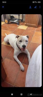 🐾 Americký stafordšírský teriér - 12