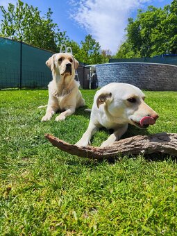 Štěňata labradora - 12