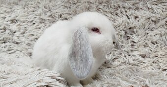 Zakrslý beránek, králíček, králík - MOLLY - 12