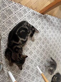 Britská koťátka - 12