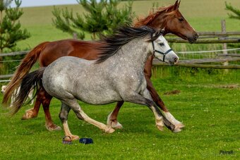 5-letá welsh mountain pony klisna - 12