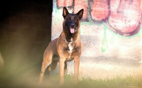 2 chovní psi belgický ovčák malinois ke krytí - 12