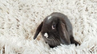 Zakrslý beránek, králíček, králík - DENIS - 12
