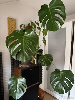 Monstera pokojovky - 12