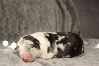 Štěňátka border kolie s PP - 12