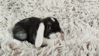 Zakrslý beránek, králíček, králík - ELIŠKA - 12