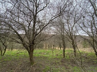 Lesní pozemek Šarovy - 12