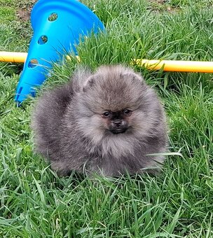 Pomeranian s PP FCI - 12