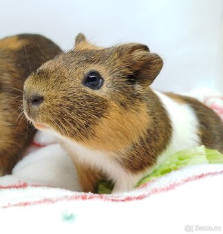 Morče, morčata, morčátko - JACOB a JAMES - 12