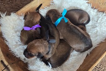 Štěňata rhodéského ridgebacka - 12