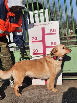 NATAŠA K ADOPCI - 2,5 ROKU, HRAVÁ,HODNÁ,VŠÍMAVÁ - 12