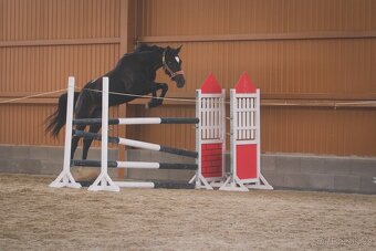 Prodám 4 letou kobylku vhodnou do vyššího sportu - 12