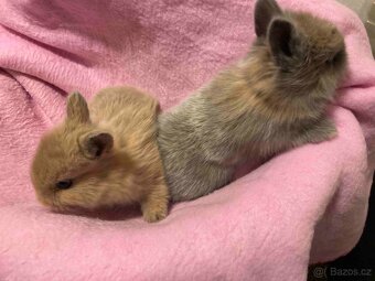 Zakrslý králíček - Červení saténoví, Lvíčci, Morčátka - 12