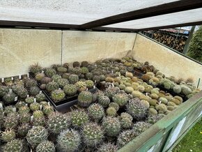 Prodám kaktusy - sbírka - 12