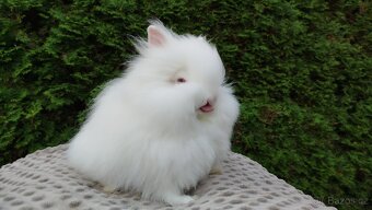 Zakrslý králík, králíček -(TEDDY)-ONDŘEJ - 12
