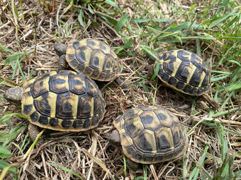 želva zelenavá a vroubená odrostlá mláďata - 12