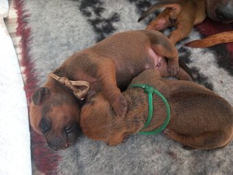 Rhodesky Ridgeback - 12