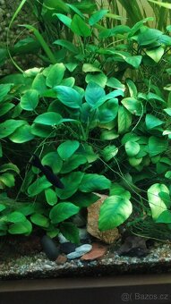 AKVARIJNÍ ROSTLINY -RŮŽKATEC - 12