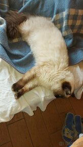 Ragdoll kocur na krytie - 12