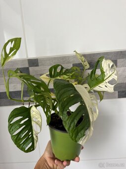Monstera Adansonii Japanese Tricolor - 12