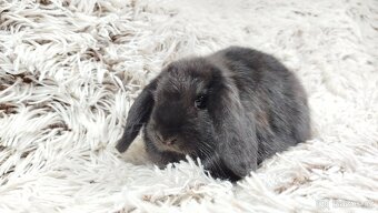 Zakrslý beránek, králíček, králík - BRUNO - 12