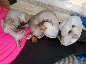 Kanadský sphynx - 12