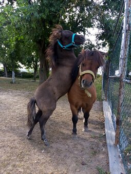 Shetland pony s pp - 12