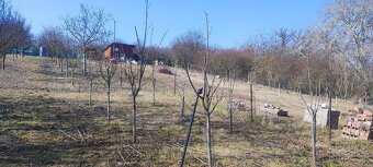 Stříhání , výsadba ovocných stromů - 12