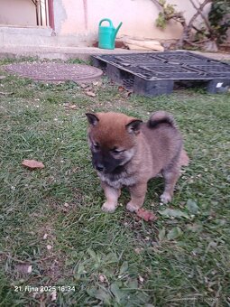 Shiba-Inu   - štěňata - 12