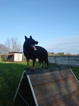 Nemecký ovčiak - 12