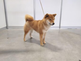 Shiba inu s PP - 12