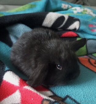 Zakrslý beránek králíček - 12