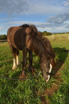 Prodej Irského Coba - 12
