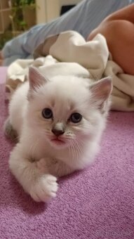 Koťátka Ragdoll - vánoční překvapení - již rezervována - 12