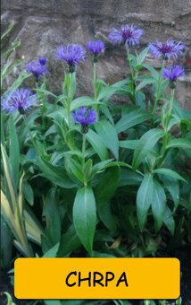 Odkopky trvalek a skalniček - 12