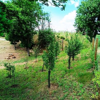 Pozemek - zahrada, Naloučany - 12