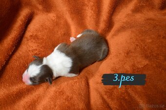 BORDER COLLIE - 12