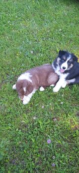 Border kolie - 12