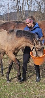 TOP klisnička PSL - 12