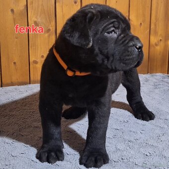 Štěnata cane corso - 12