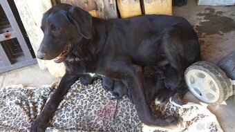 Labernese štěňátka - 12