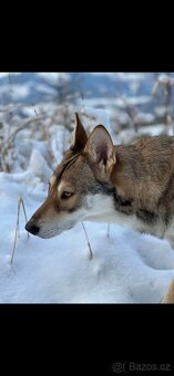 Saarloosův vlčák - 12