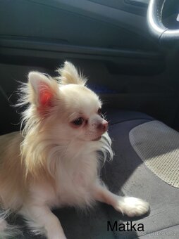 Čivava dlouhosrstá štěňata - 12