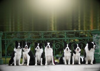 Border kolie s PP, štěňata - 12