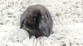 Zakrslý beránek, králíček, králík - BIBI - 12