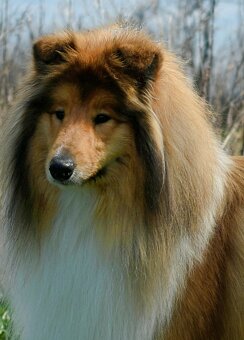 KOLIE DLOUHOSRSTA ZLATA - 12