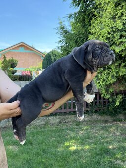 AMERICAN BULLY XL s PP - 12