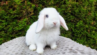 Zakrslý beránek, králíček, králík - TYMIÁN - 12